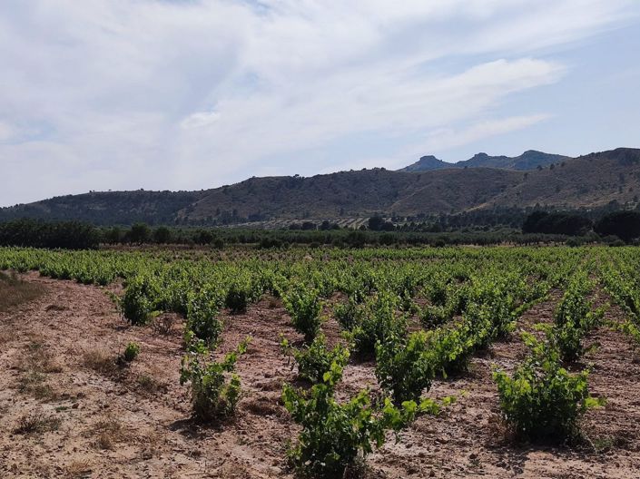 Image No.6-6 Bed Country House for sale