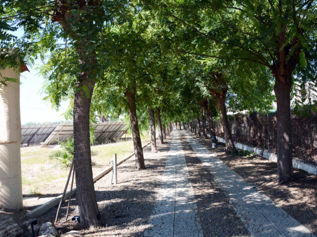 Image No.6-Villa de 6 chambres à vendre à Daya Vieja