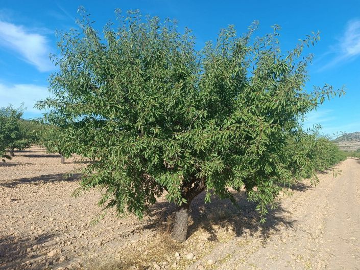 Image No.8-Land for sale