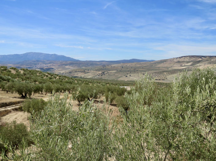 Image No.12-5 Bed Property for sale