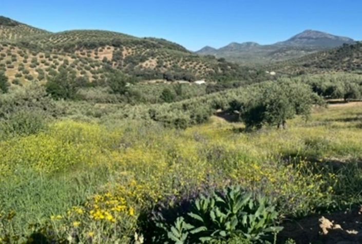 Image No.10-4 Bed Country House for sale