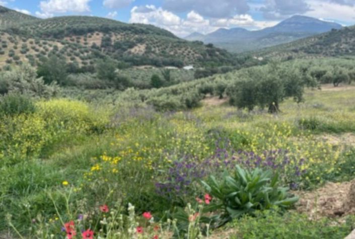 Image No.39-4 Bed Country House for sale