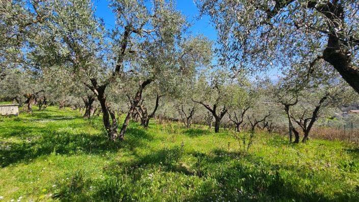 Image No.15-4 Bed Country House for sale