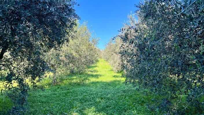 Image No.26-4 Bed Country House for sale