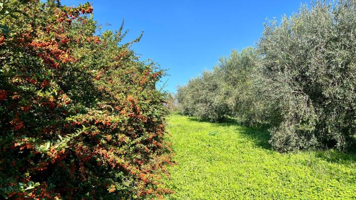 Image No.29-4 Bed Country House for sale