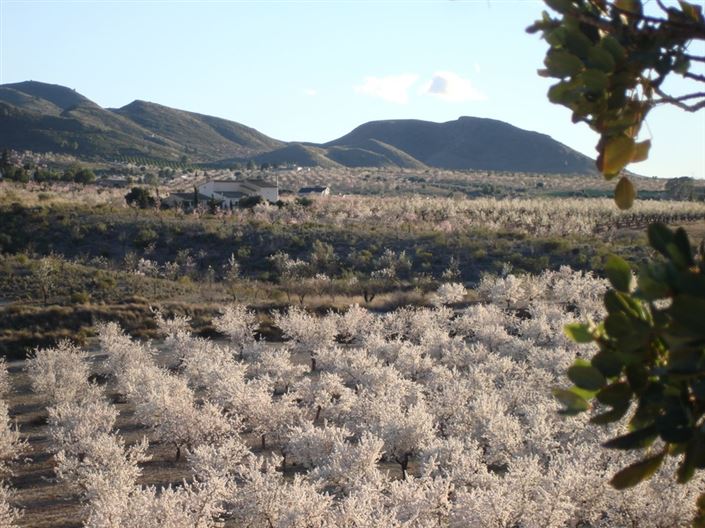 Image No.30-4 Bed Finca for sale