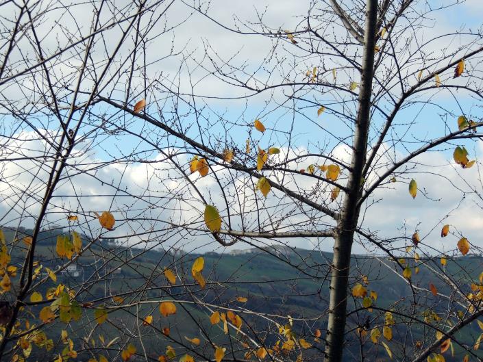 Image No.23-5 Bed House for sale