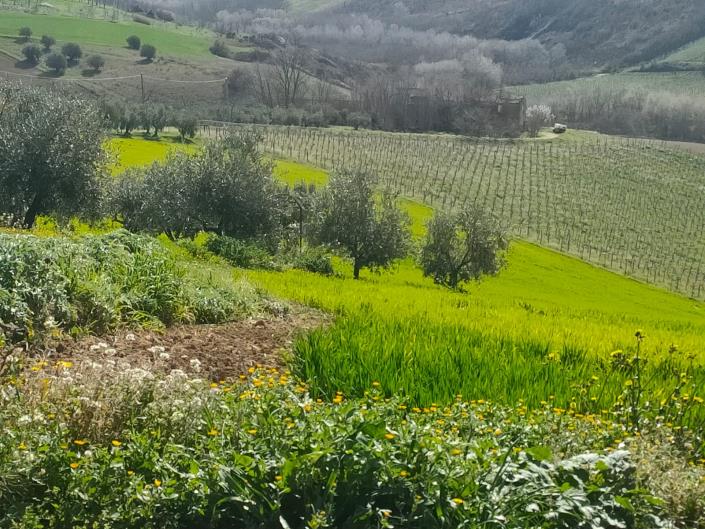 Image No.25-5 Bed House for sale