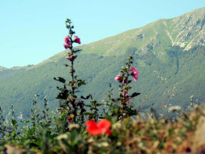 Image No.3-1 Bed Cottage for sale