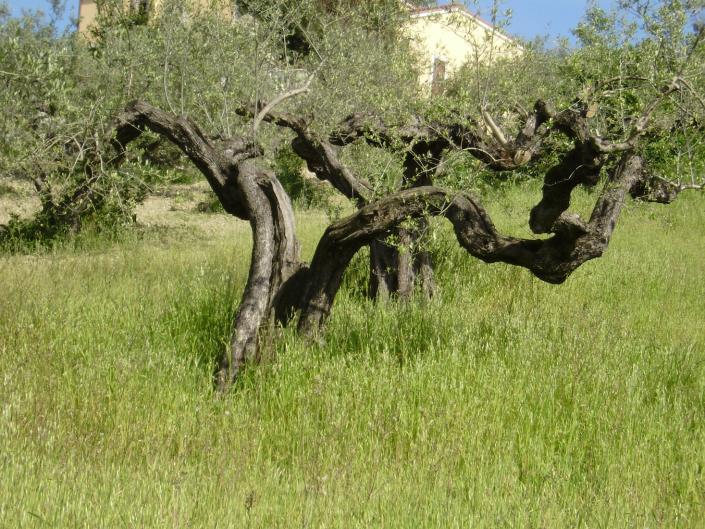 Image No.4-Plot for sale