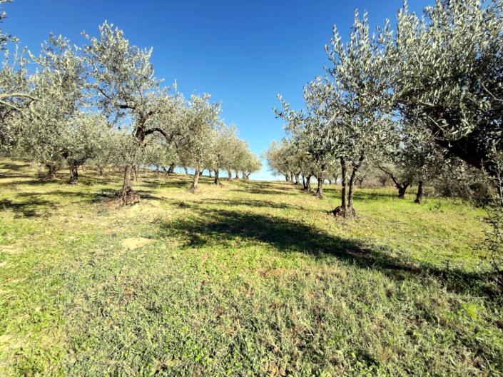 Image No.4-Land for sale