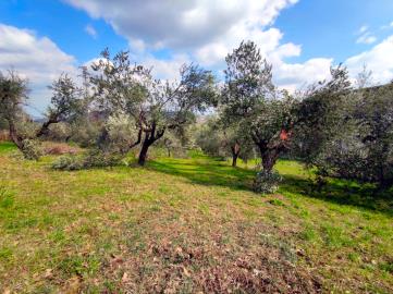 1 - Scafa, Land