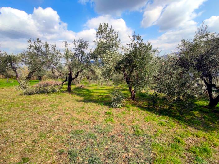 Image No.19-Land for sale