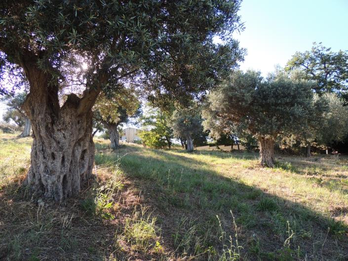 Image No.11-Land for sale