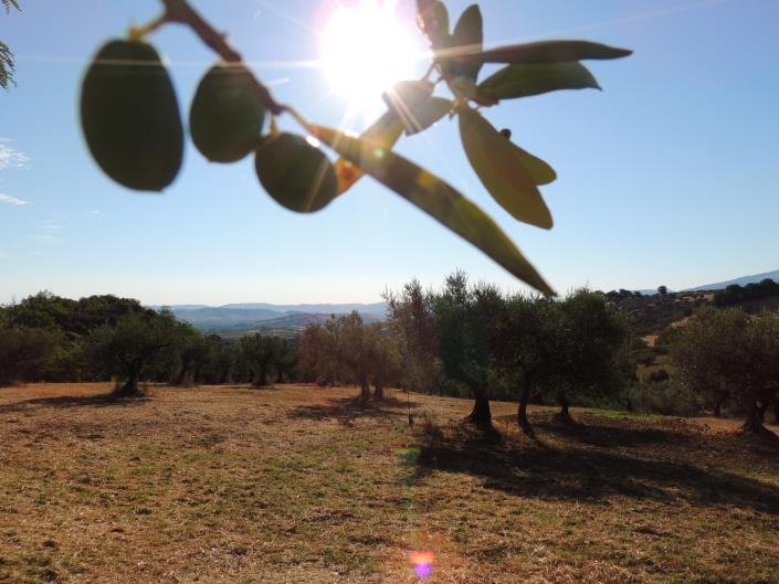 Image No.16-2 Bed House for sale