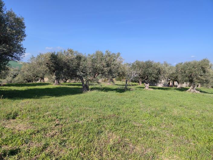 Image No.7-Land for sale