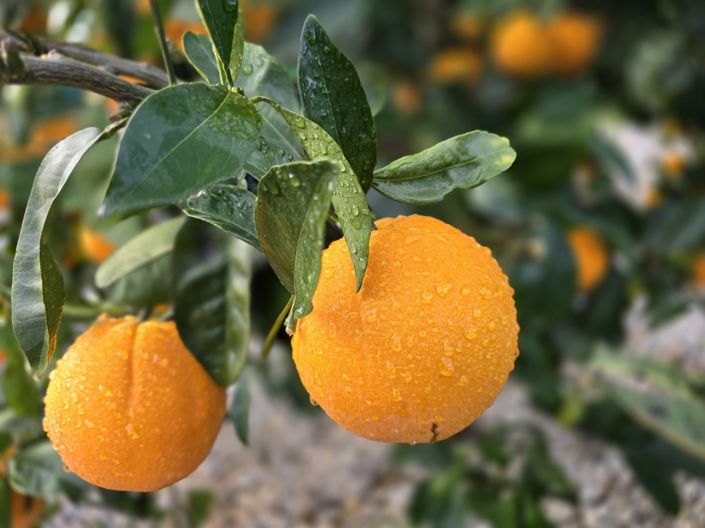 Image No.11-4 Bed Villa for sale