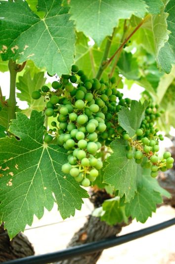 Image No.16-5 Bed House/Villa for sale