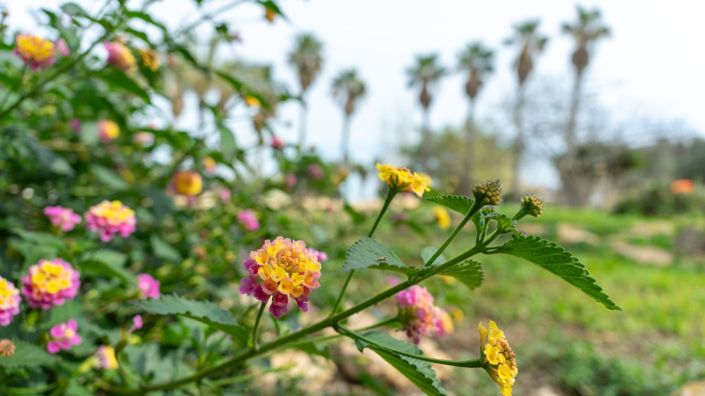 Image No.50-2 Bed Villa for sale