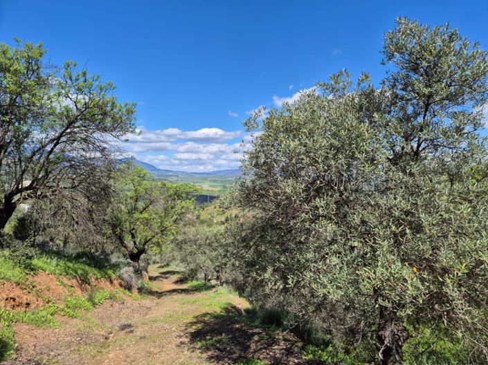 Image No.4-3 Bed Country House for sale