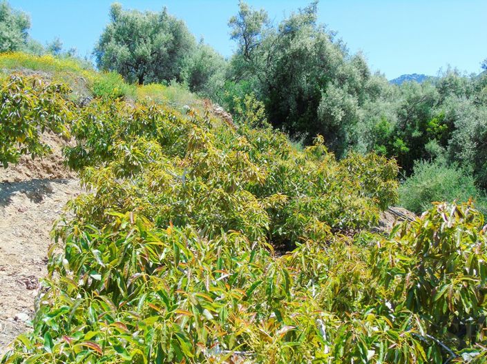 Image No.4-Country House for sale