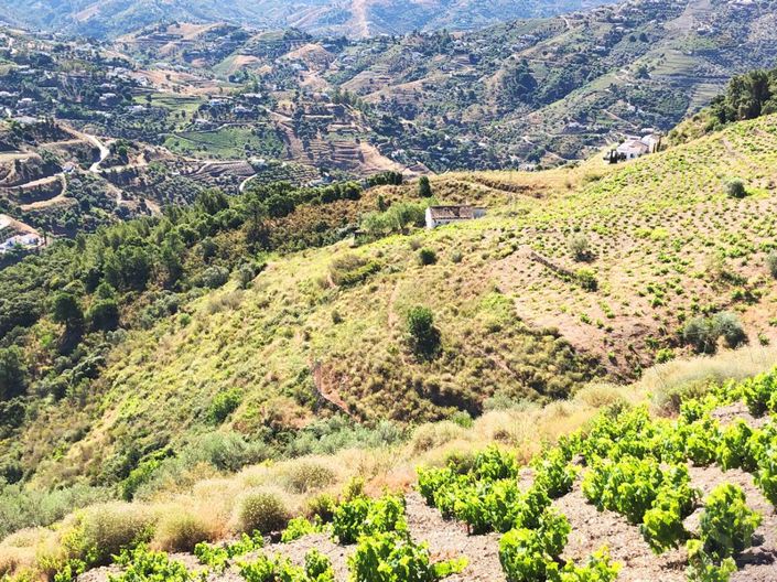 Image No.7-4 Bed Plot for sale