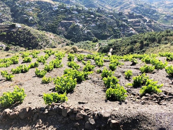 Image No.8-4 Bed Plot for sale