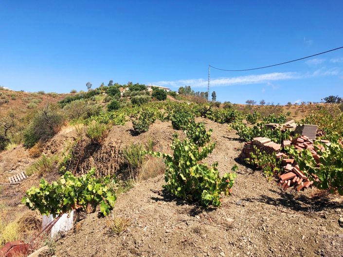 Image No.9-3 Bed Plot for sale