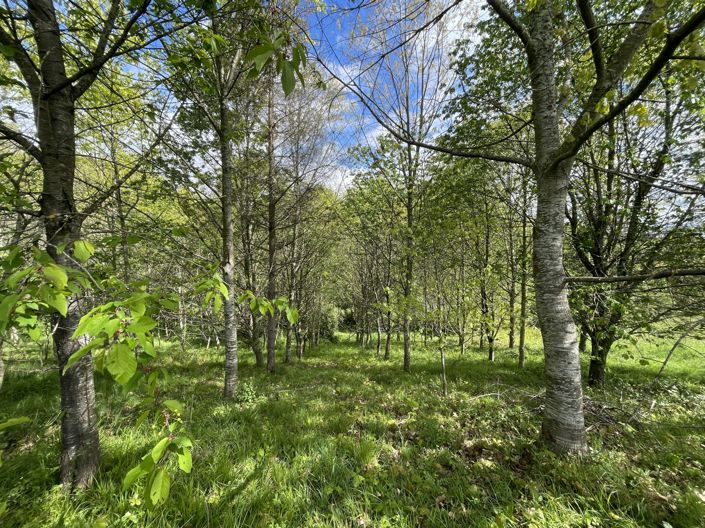 Image No.38-4 Bed House for sale