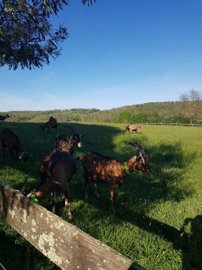 maison-ancienne-10-pieces-marciac-32230-17243