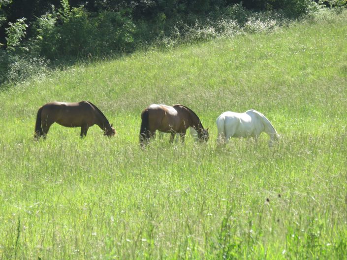 Image No.45-4 Bed House for sale