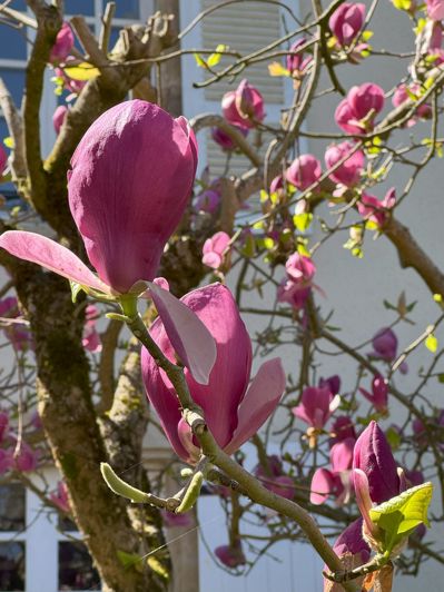 Image No.51-4 Bed House for sale