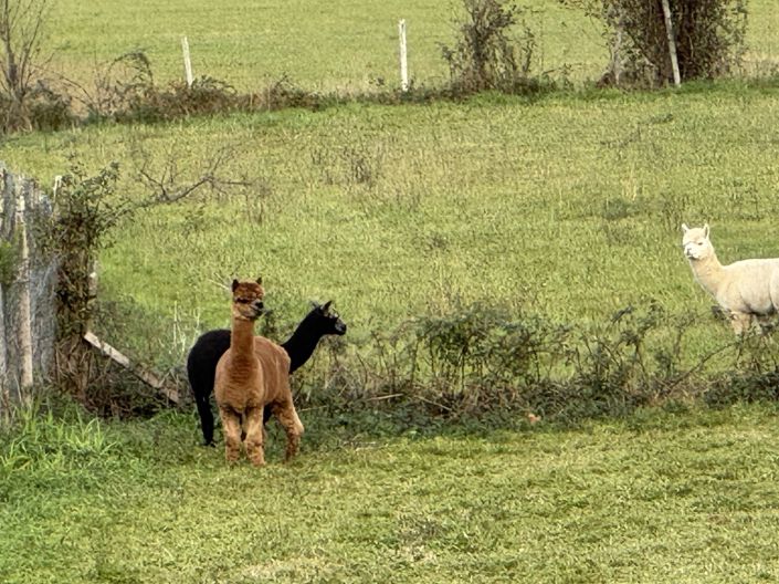 Image No.44-6 Bed House for sale