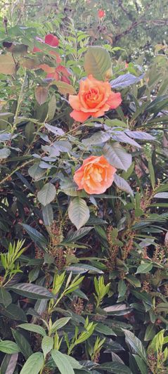 Image No.59-4 Bed House for sale