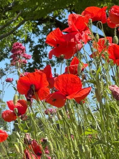 Image No.57-11 Bed Property for sale