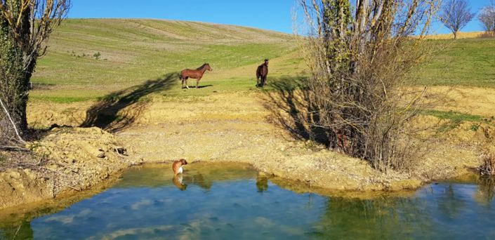 Image No.9-6 Bed House for sale