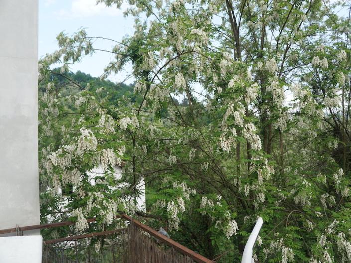 Image No.20-5 Bed House for sale