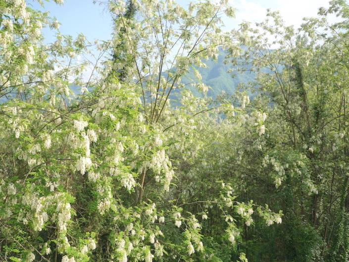 Image No.39-5 Bed House for sale