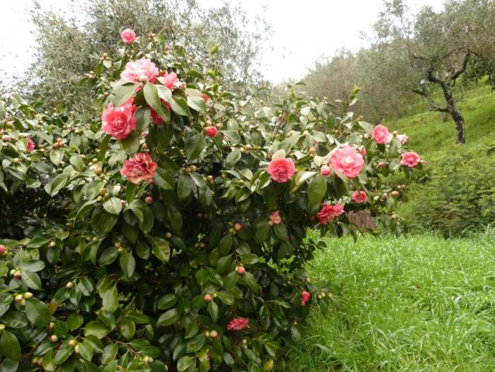 Image No.7-3 Bed House for sale