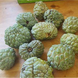 Image No.38-6 Bed House for sale