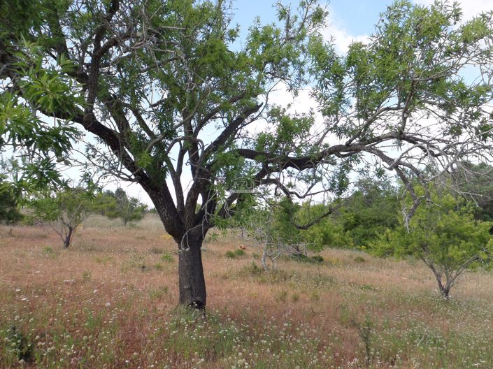 Image No.9-Plot for sale