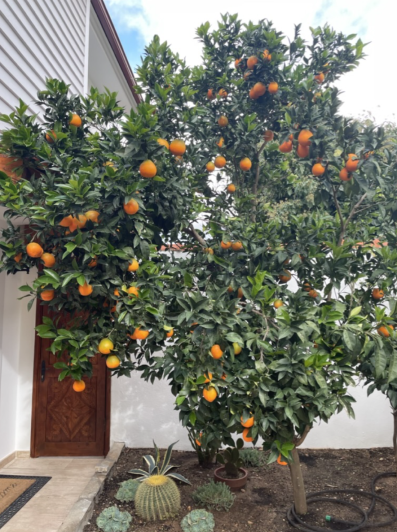 Image No.37-4 Bed Villa for sale