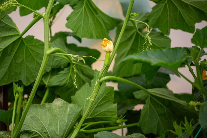 Image No.48-4 Bed Villa for sale