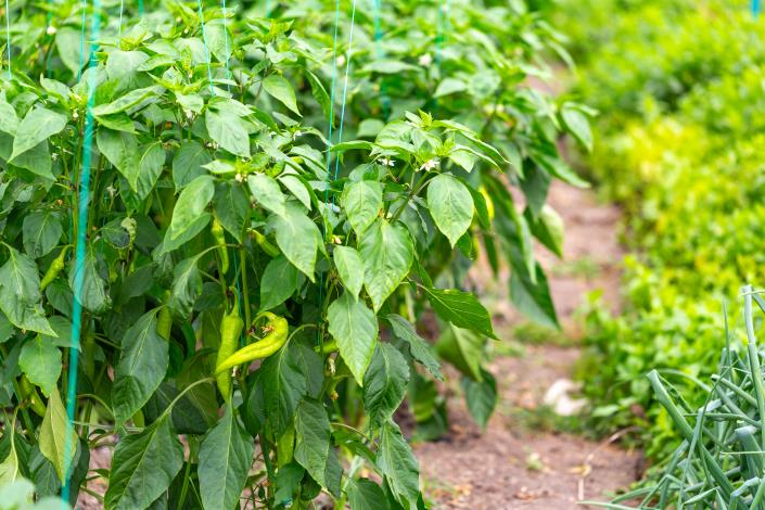 Image No.47-4 Bed Villa for sale