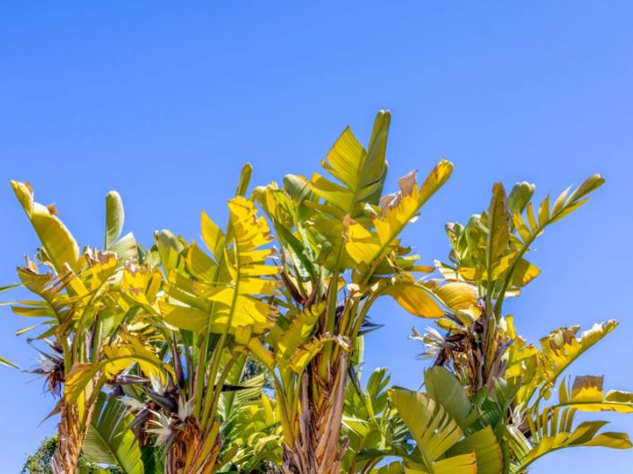 Image No.55-5 Bed Villa for sale