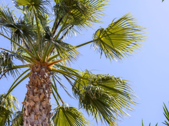 Image No.58-5 Bed Villa for sale