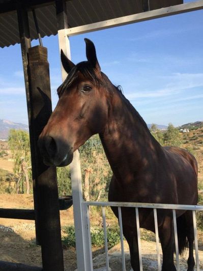 Image No.26-6 Bed Property for sale