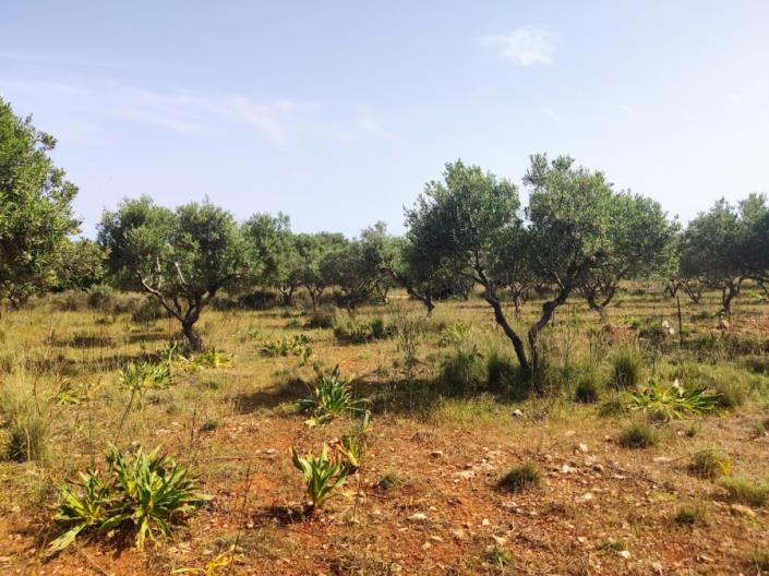 Image No.7-Land for sale