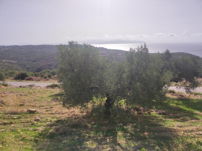 Image No.2-Plot for sale