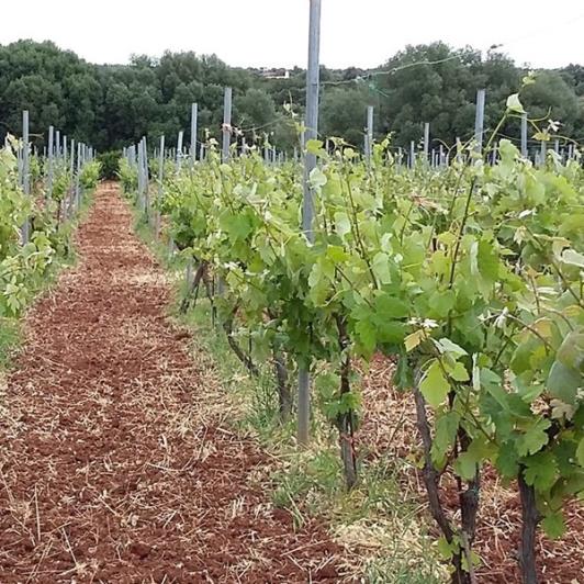 Image No.2-Vineyard for sale